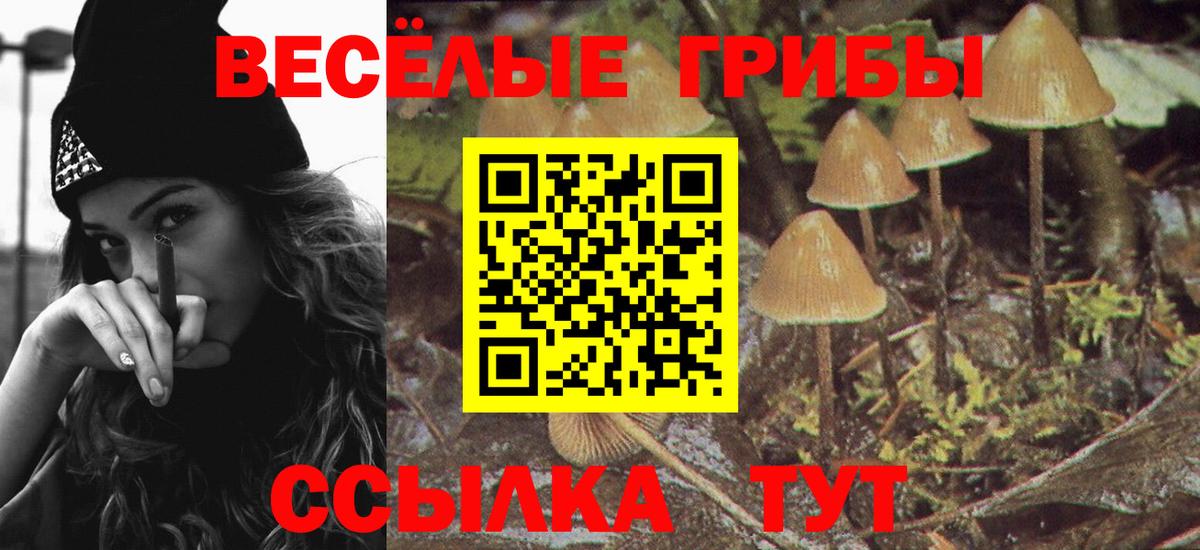 Жуковский  Псилоцибиновые грибы Cubensis  Вход с VPN 